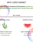 Brain Boost - Mushify Lion's mane extract
