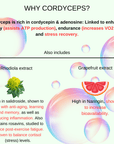 Stamina Surge - Mushify Cordyceps extract