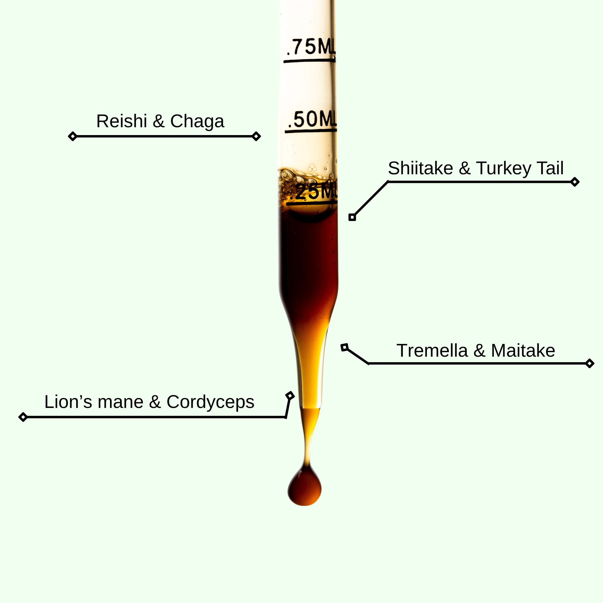 8 - Mushroom Matrix - Vitality - Mushify
