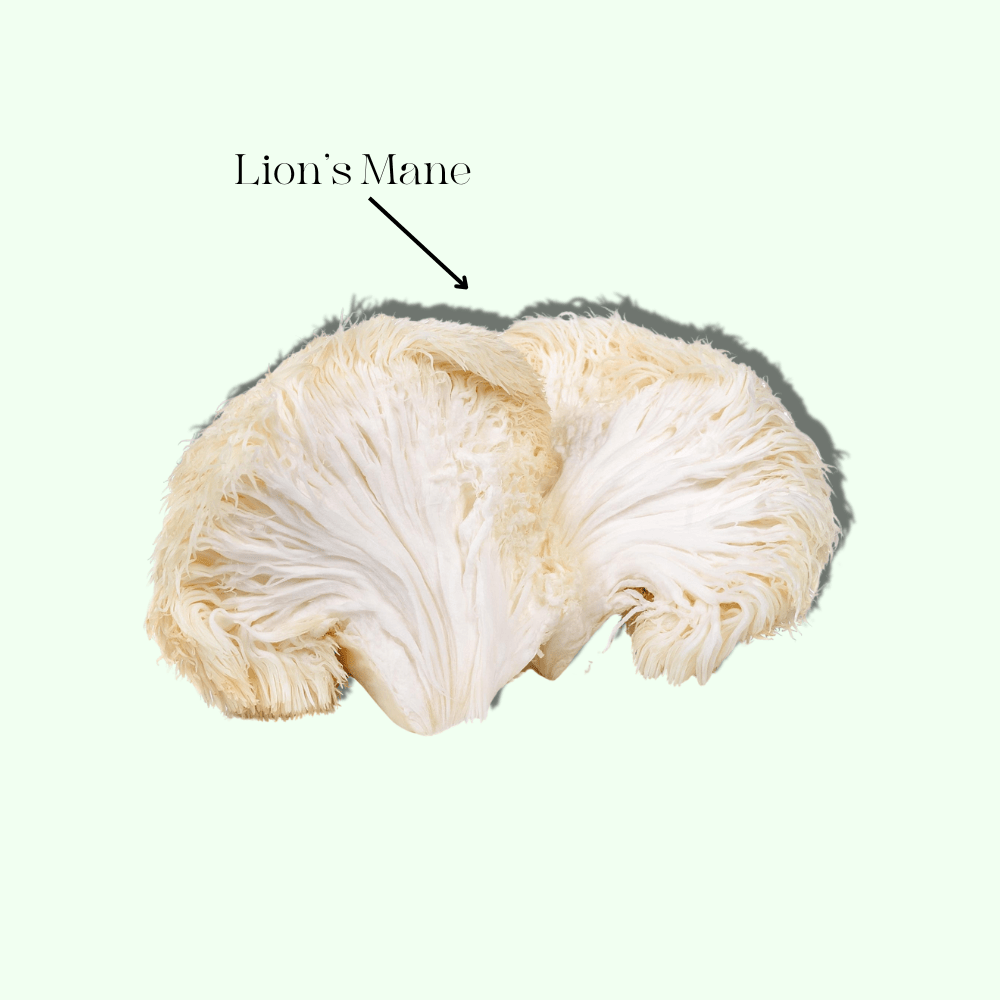 Brain Boost - Mushify Lion's mane extract