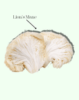 Brain Boost - Mushify Lion's mane extract