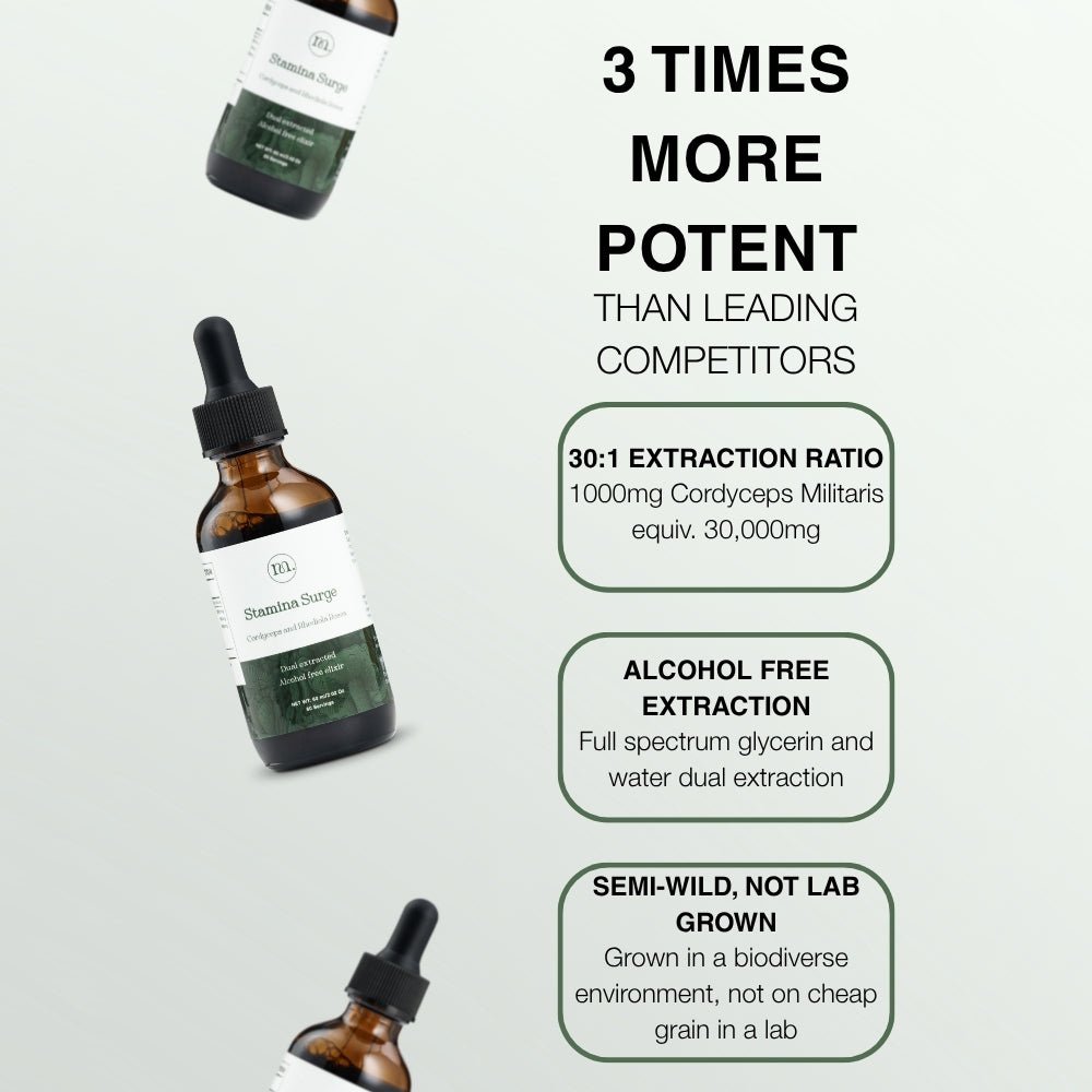 Stamina Surge - Cordyceps & Rhodiola - Mushify Cordyceps extract